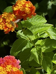 Bombyliini