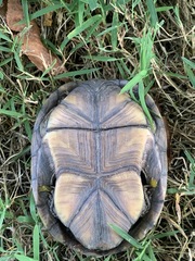 Kinosternon subrubrum