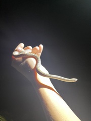 Arizona elegans elegans