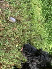 Kinosternon subrubrum