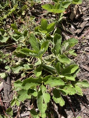 Fragaria