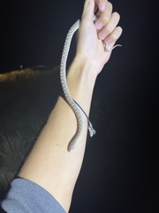 Arizona elegans elegans