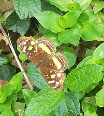 Anthanassa drusilla