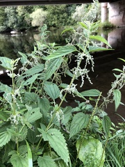 Urtica gracilis