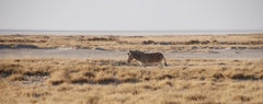 Equus quagga burchellii