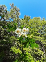 Eucryphia glutinosa
