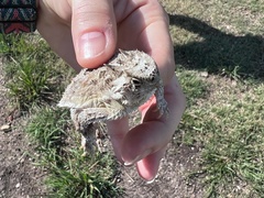 Phrynosoma cornutum