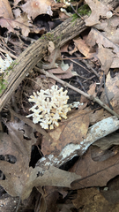 Sebacina schweinitzii