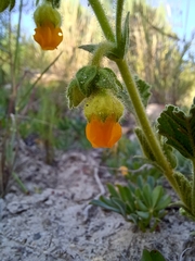 Hermannia althaeifolia