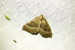 Larentia clavaria