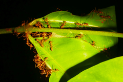 Oecophylla smaragdina