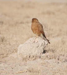 Falco rupicoloides