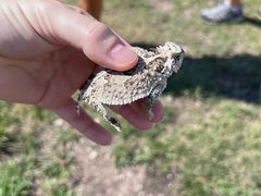 Phrynosoma cornutum