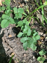 Fragaria vesca