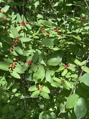 Lonicera