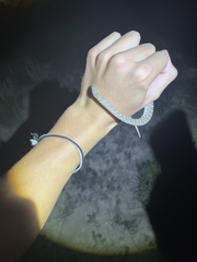 Arizona elegans elegans