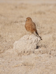 Falco rupicoloides