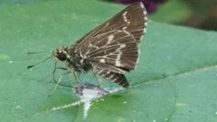 Amblyscirtes aesculapius