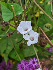 Ipomoea lacunosa