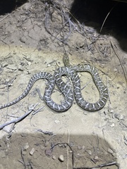 Arizona elegans elegans
