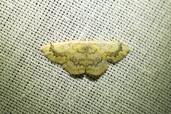 Cyclophora annularia