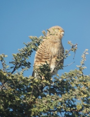 Falco rupicoloides