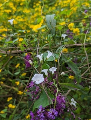Ipomoea lacunosa