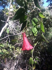 Lapageria rosea