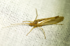 Limnephilus