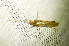 Limnephilus