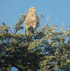 Falco rupicoloides