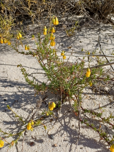 Image of Hermannia pinnata by (c) Danie Palm, some rights reserved (CC BY)