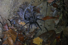 Selenocosmiinae