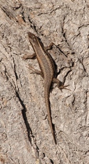 Trachylepis spilogaster