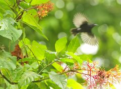 Coereba flaveola atrata