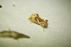 Macdunnoughia confusa
