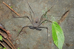 Amblypygi
