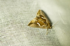 Macdunnoughia confusa