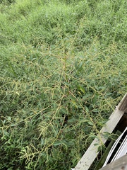 Amaranthus australis