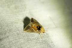 Macdunnoughia confusa