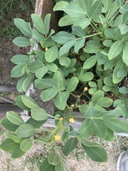 Arachis hypogaea