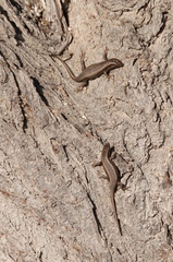 Trachylepis spilogaster