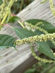 Amaranthus australis