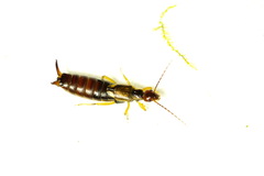 Forficula auricularia