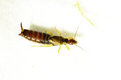 Forficula auricularia
