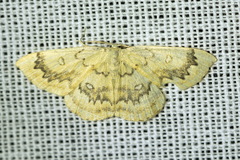 Cyclophora annularia