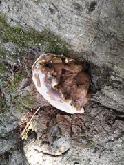 Ganoderma resinaceum