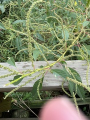 Amaranthus australis