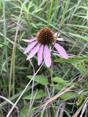 Echinacea