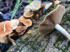 Tubaria furfuracea